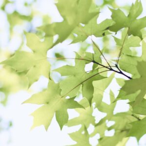 Spring Growth Program